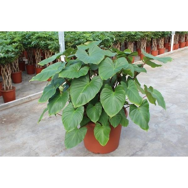 <h4>Homalomena rubescens Maggy</h4>