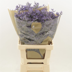 Limonium Safora Dark Blue