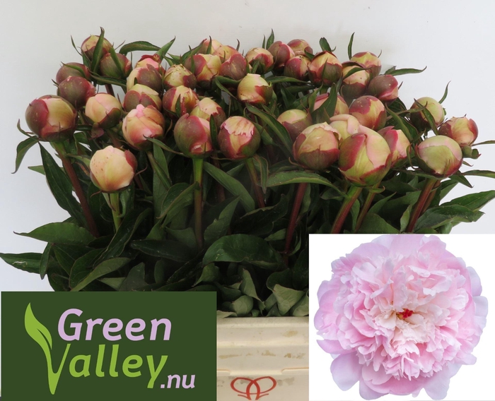 <h4>Paeonia Alertie</h4>