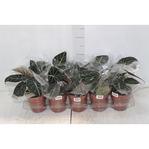 ALOCASIA BLACK P12