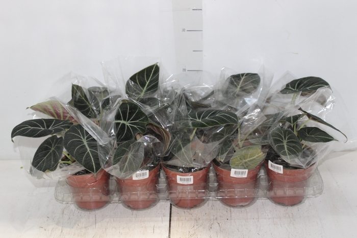 <h4>ALOCASIA BLACK P12</h4>