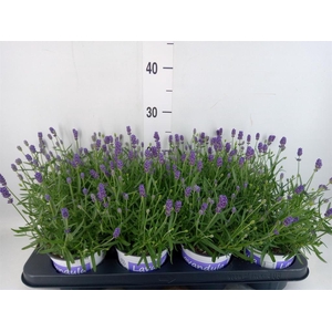 Lavandula angus. 'Hidcote'