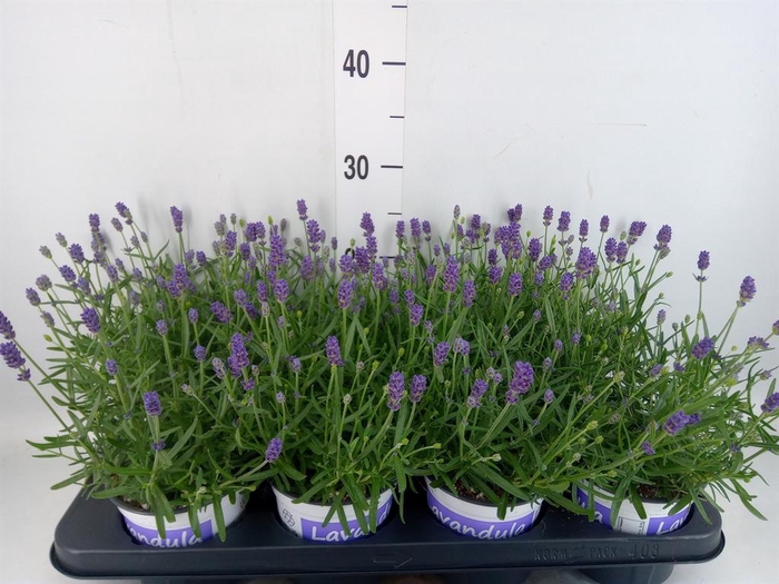 <h4>Lavandula angus. 'Hidcote'</h4>