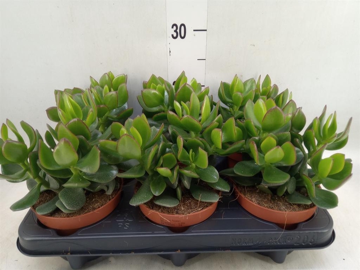 <h4>Crassula  'Hulk'</h4>