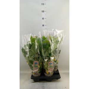 Cucumis sativus   ...