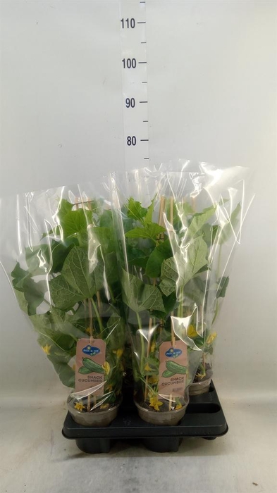 <h4>Cucumis sativus   ...</h4>