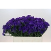 Limonium sinuatum Navy Sun Birds