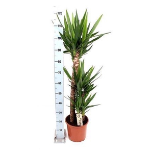Yucca 90-45-20 Cm
