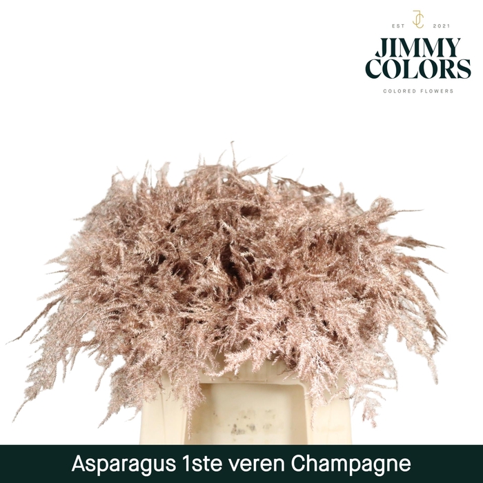 <h4>Aspa 1ste veren Mtlc. Champagne</h4>