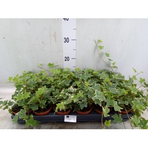 Hedera helix 'Eva'