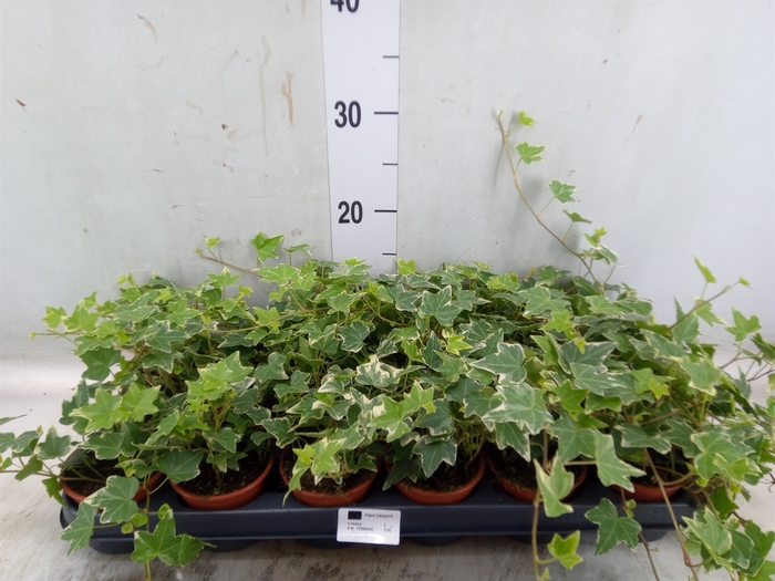 <h4>Hedera helix 'Eva'</h4>