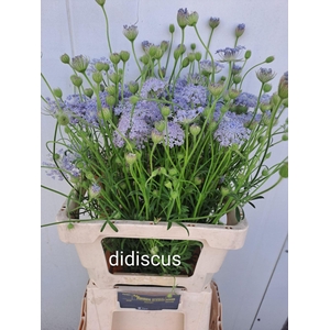 OVERIG SNIJBLOEMEN SNIJBLOEMEN OV