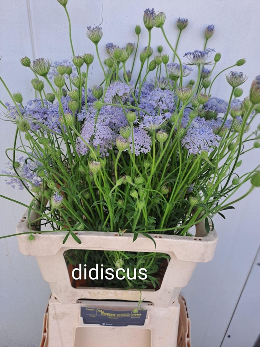<h4>OVERIG SNIJBLOEMEN SNIJBLOEMEN OV</h4>