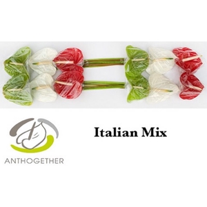 Anth A Mix 3 Colors Italian Flag Bouman