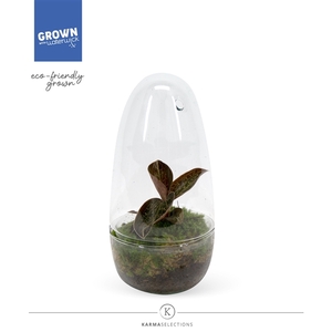 Jewel Orchid - KARMA Garnet | Terrarium | Veenvrij