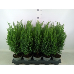 Chamaecyparis laws. 'Ellwoodii'