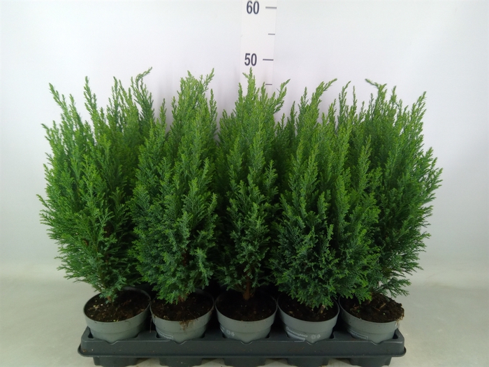 <h4>Chamaecyparis laws. 'Ellwoodii'</h4>