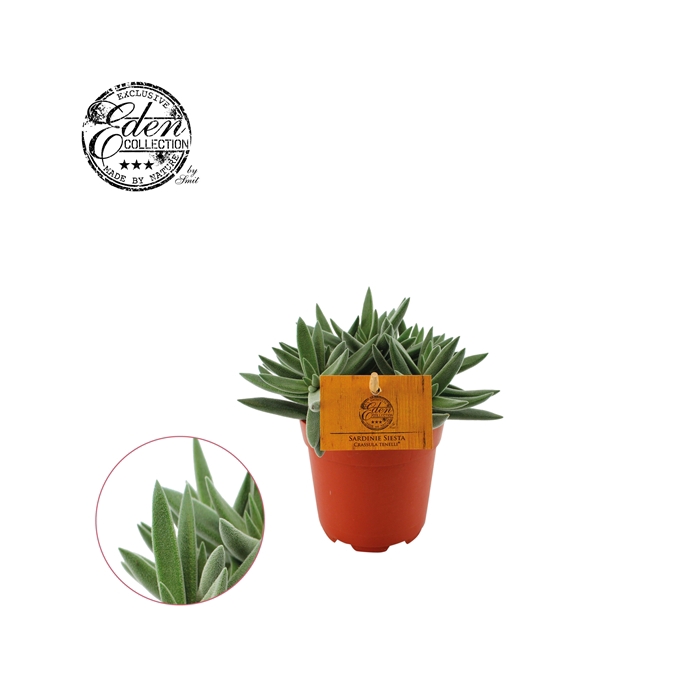 <h4>Crassula Tenelli 10,5cm</h4>