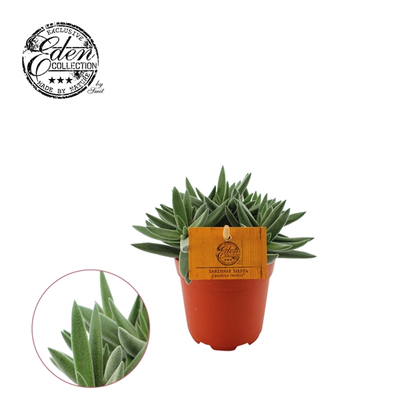 <h4>Crassula Tenelli 10,5cm</h4>