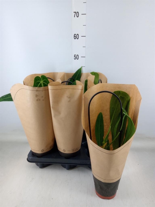 <h4>Anthurium   ...</h4>