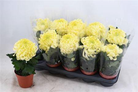 <h4>Chrys Vienna Cream</h4>