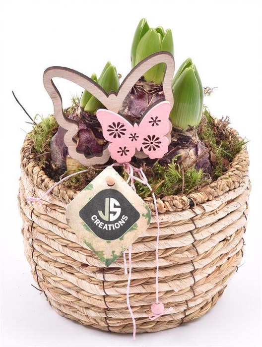 <h4>Mais mand 16cm</h4>