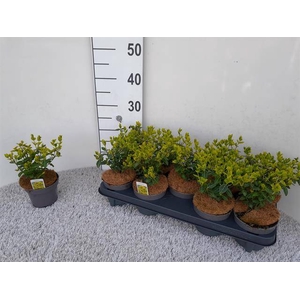 Euonymus fortunei Emerald n Gold 12Ø 25cm