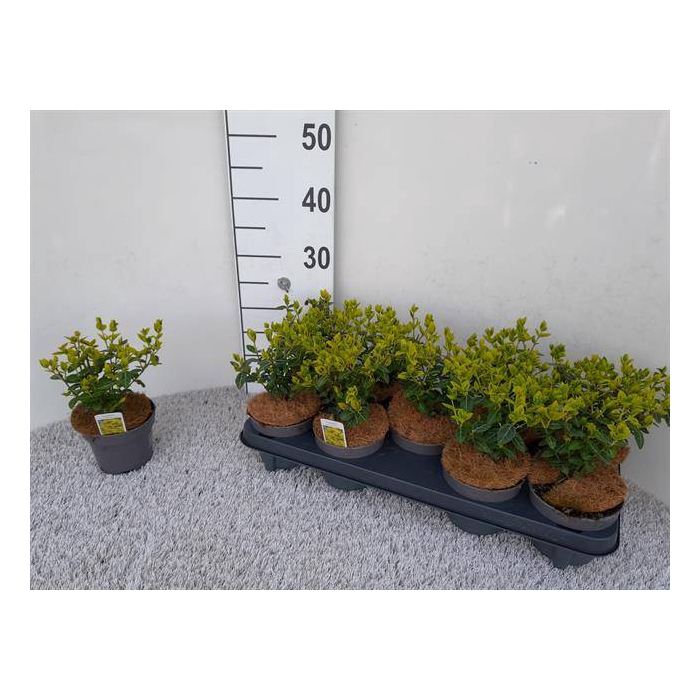 <h4>Euonymus fortunei Emerald n Gold 12Ø 25cm</h4>