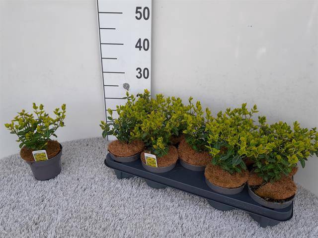 Euonymus fortunei Emerald n Gold 12Ø 25cm