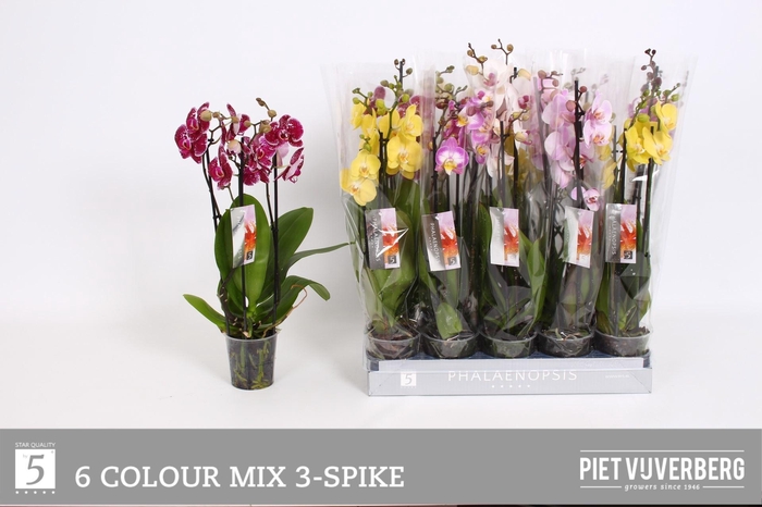 <h4>PHAL GEM 6 KL</h4>