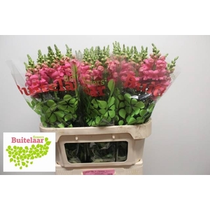 Antir Potomac Pink Buitelaar