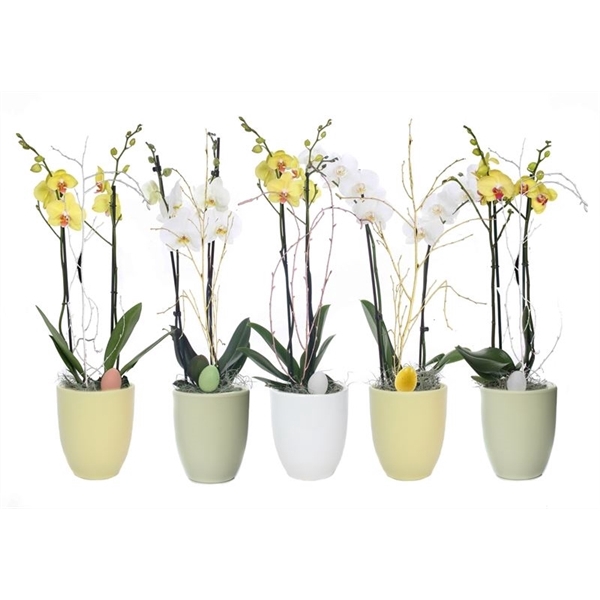 <h4>Hugo p12 mix easter Phal yellow / white 2T14+</h4>