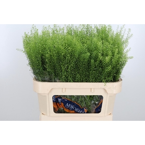 Lepidium Green Bell