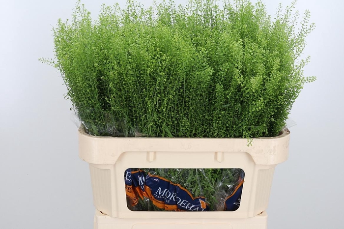 <h4>Lepidium Green Bell</h4>