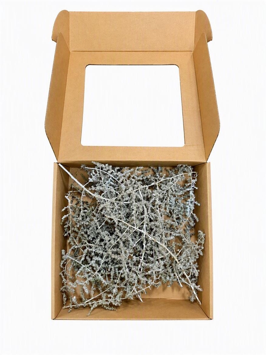 <h4>Wax Asparagus Beige P Box</h4>