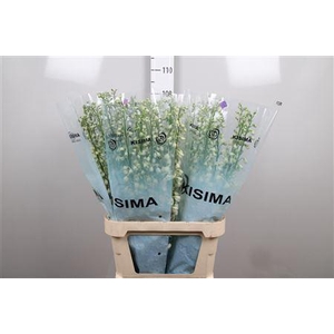 Delphinium DU 'Guardian White'