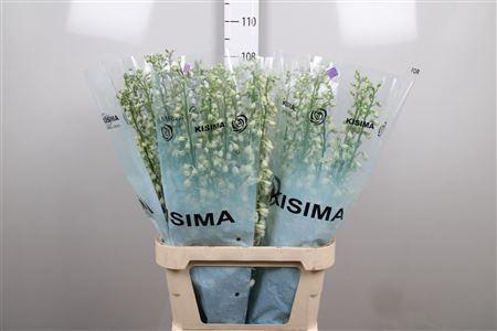 <h4>Delphinium DU 'Guardian White'</h4>