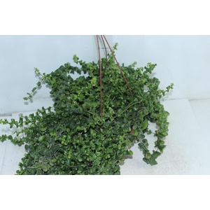 AESCHYNANTHUS RASTA C21