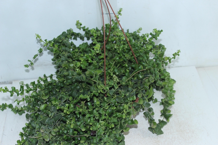 <h4>AESCHYNANTHUS RASTA C21</h4>