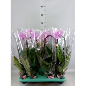 Phalaenopsis ...