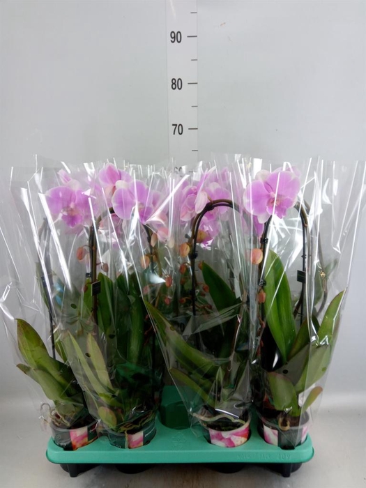<h4>Phalaenopsis ...</h4>