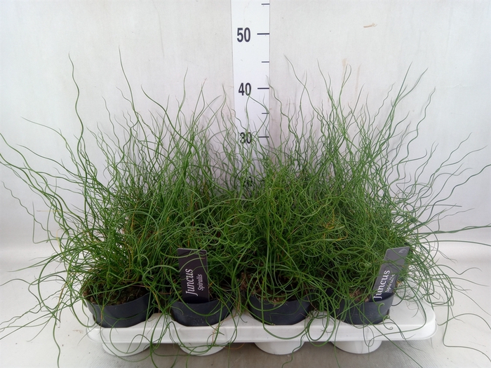 <h4>Juncus effusus 'Spiralis'</h4>