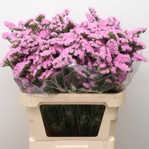 Limonium St Pink Birds X50