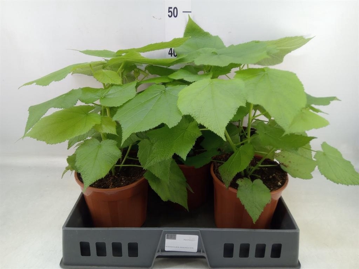 <h4>Sparrmannia africana</h4>