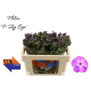 PHLOX P SKY EYES