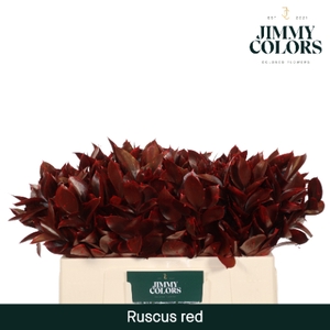 Ruscus L50 Klbh. Rood