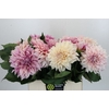 Dahlia DE 'Cafe au Lait'