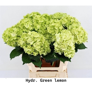 Hydr M Green Lemon 65cm