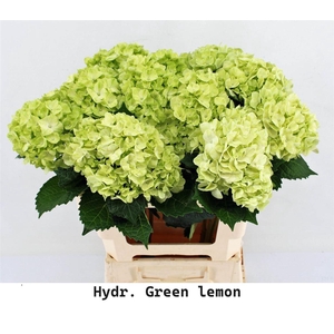 Hydr M Green Lemon In Box X12