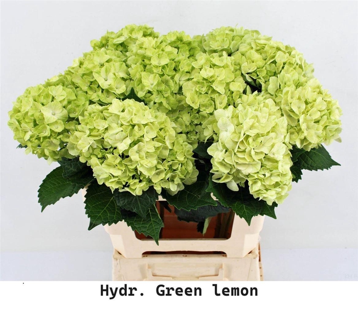 <h4>Hydr M Green Lemon In Box X12</h4>